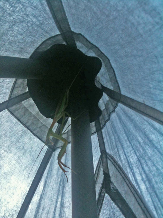 Praying Mantis in Khufu-2