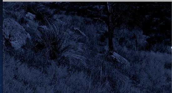 Moonlit Saguaro grassland