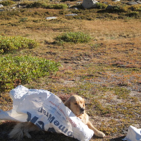 Buddy and cape