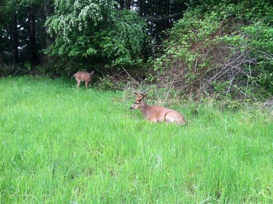 Oh deer!