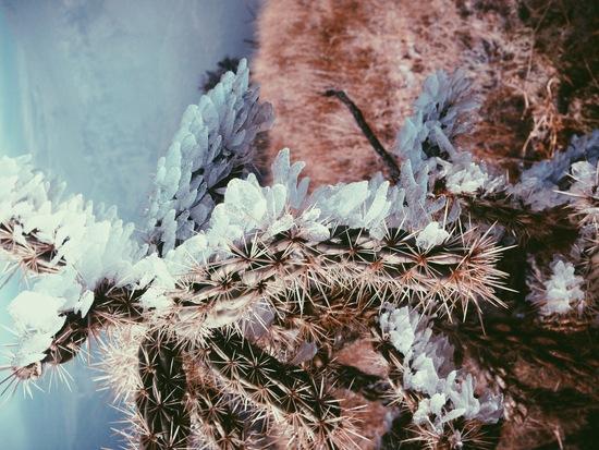 cactifrozen