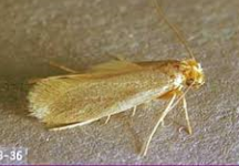 ADULT MOTH