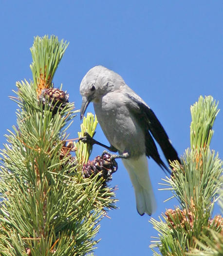 Clark's Nutcracker