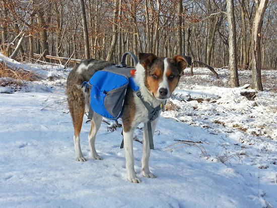 My dog, Cyrus, with his pack