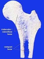 Hip bone
