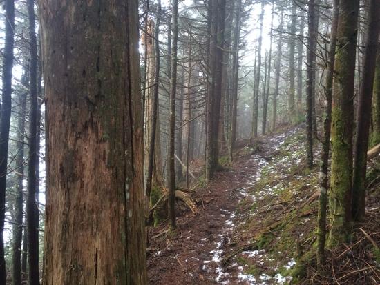 The trail up the side of Winter Star Mountain. It is too foggy to see off the side of the cliff.