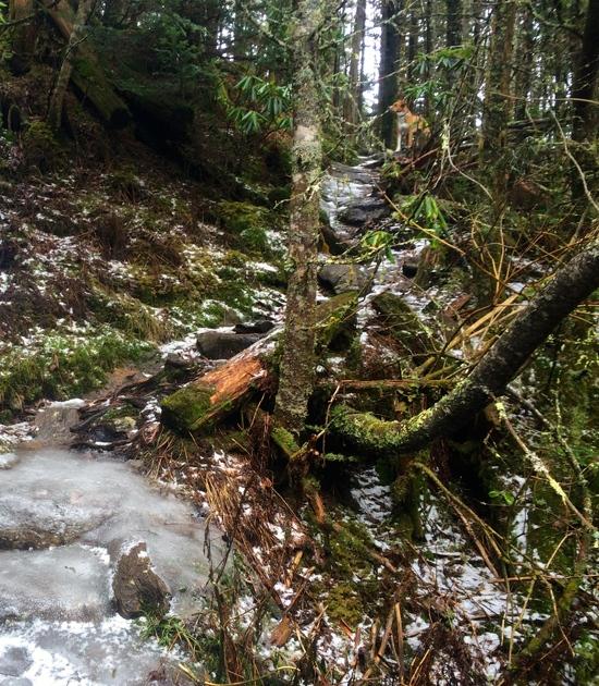 A typical trail, and our fearless guide leading the way.