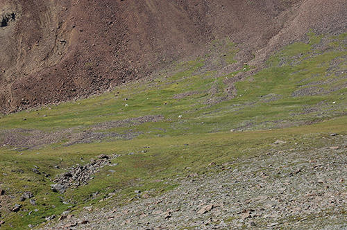 Dall Sheep