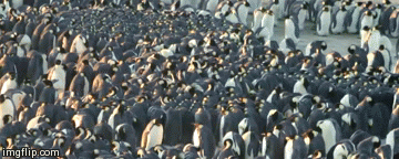 Penguins huddling