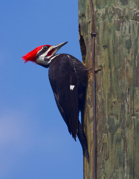 Woodpecker
