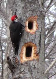 Pileated