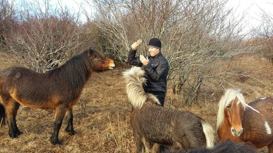 pony 1