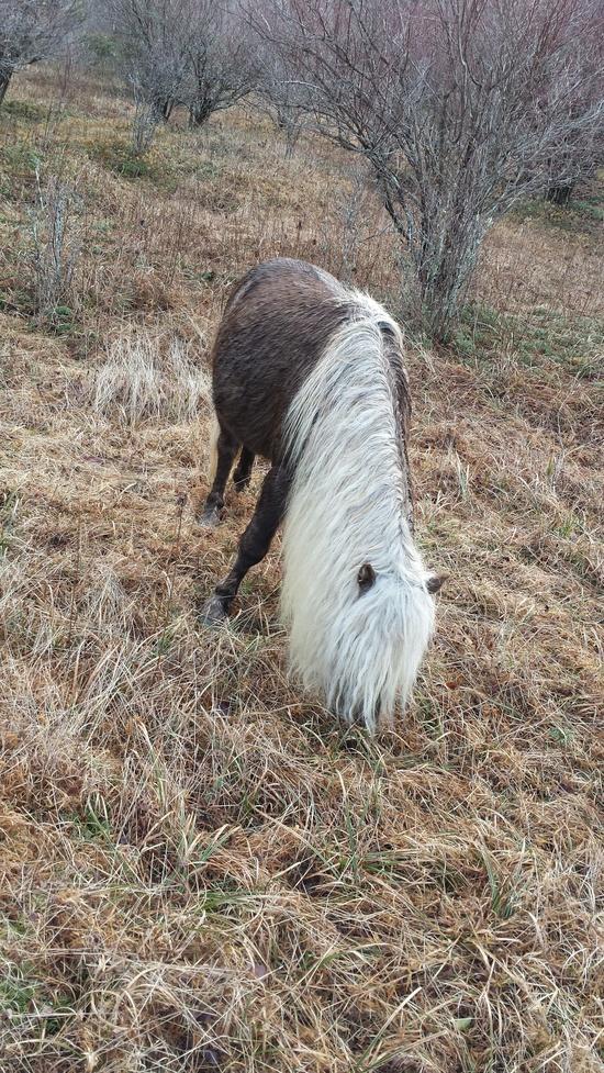 pony 4