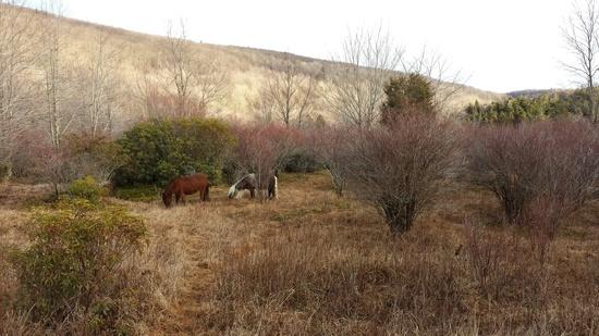 pony 6