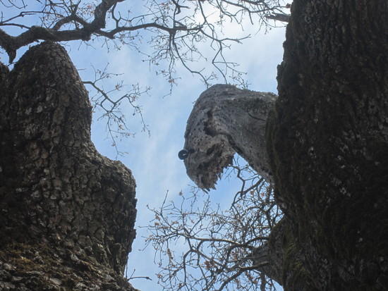 Acorn Wood pecker