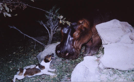 Winston and hippo
