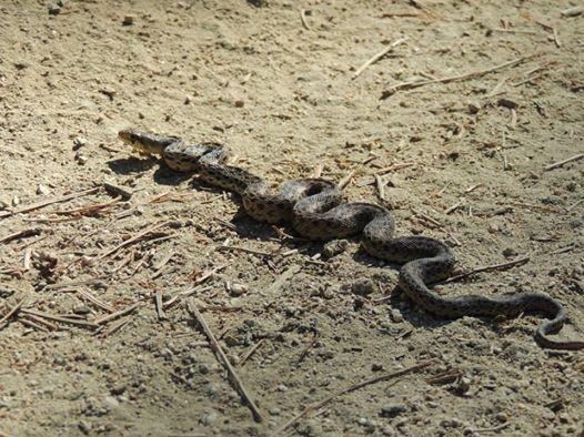 Gopher Snake