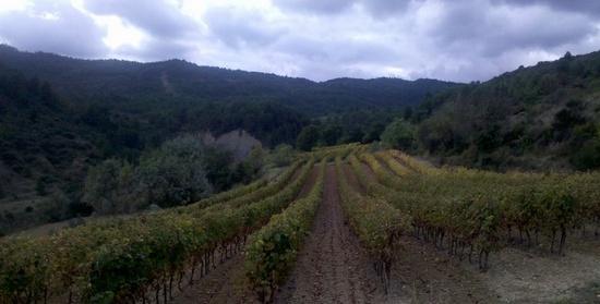 Vineyards in France