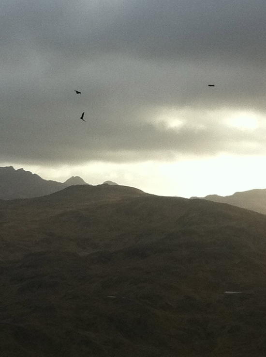 Eagles over Adak