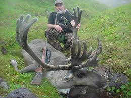 caribou