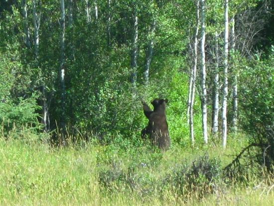 Bear
