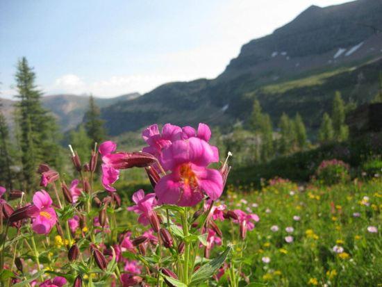 Wildflowers