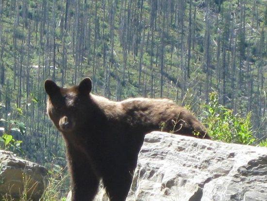Bear