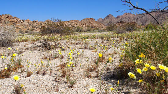 Desert flowers in bloom