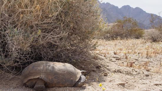 tortoise