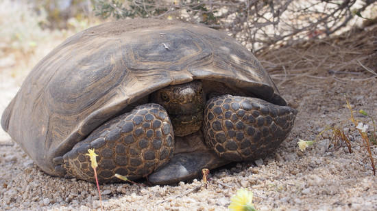 tortoise 2