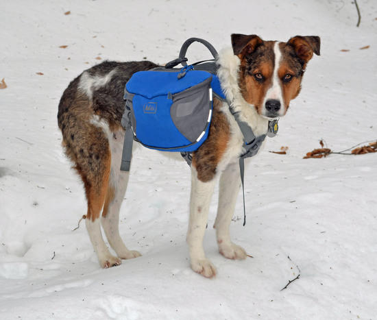 Cyrus with his REI dog pack