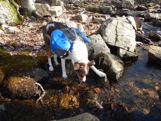 cyrus drinking from stream