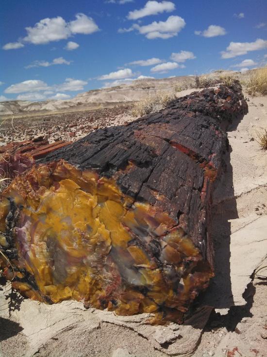 yellow log