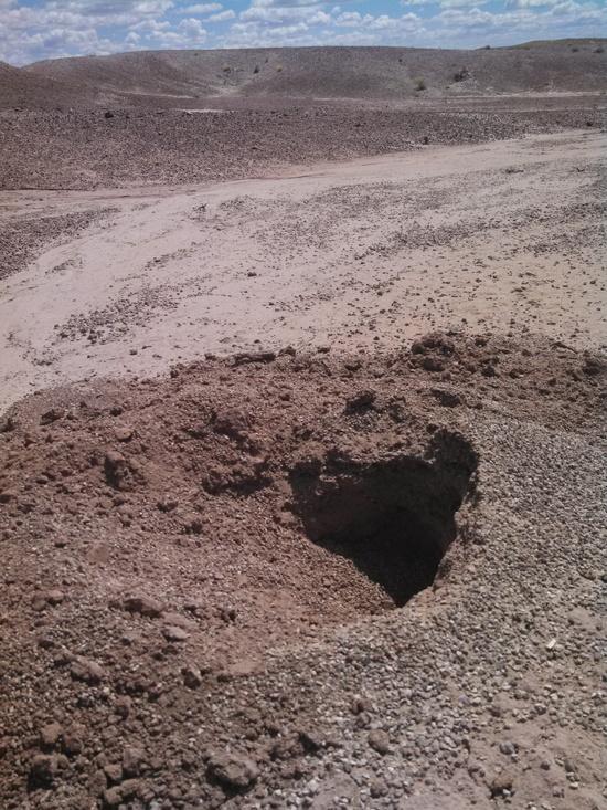 ant hills