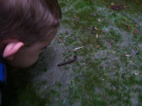 Millipede