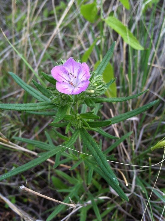 flower1