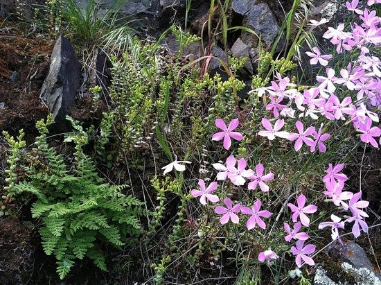 Flower4