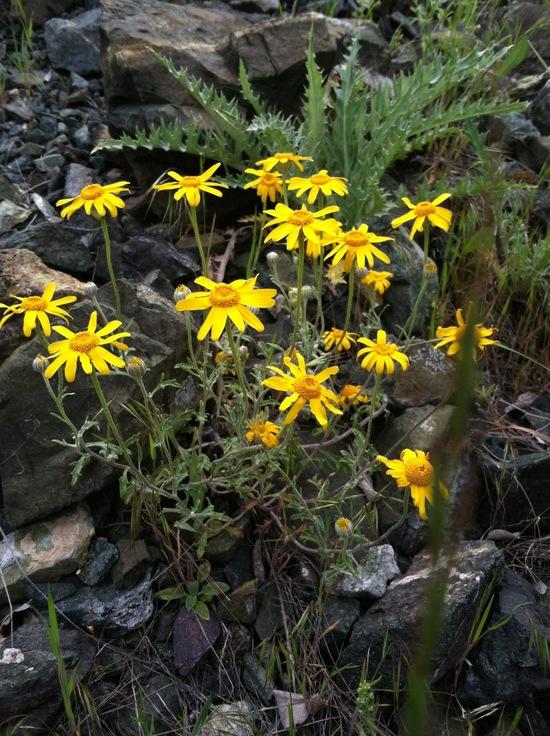 Flower6