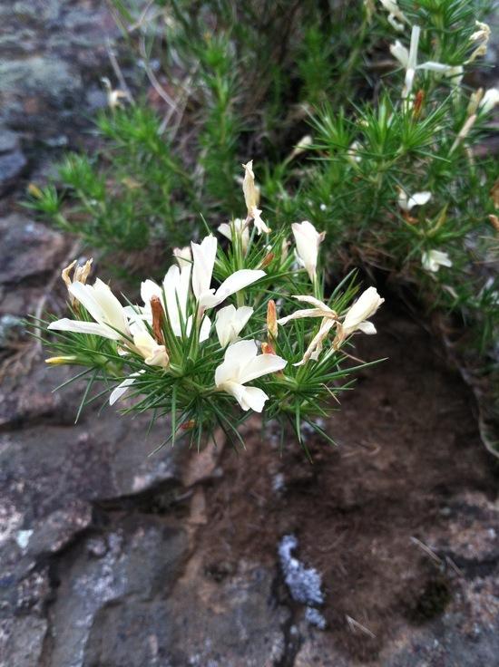 Flower8