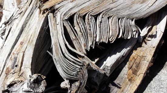 wood