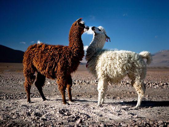 Llamas