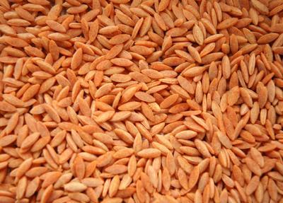 Orzo