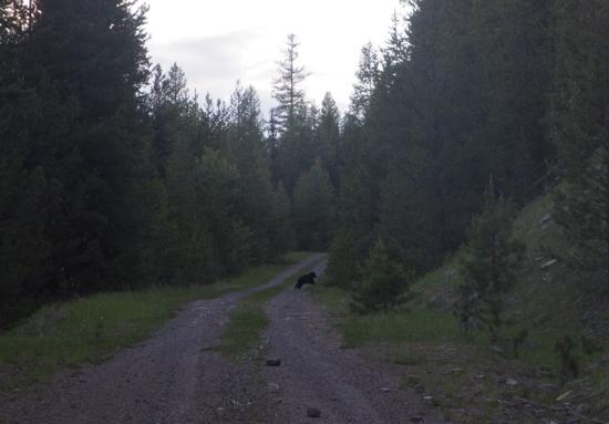 Black Bear