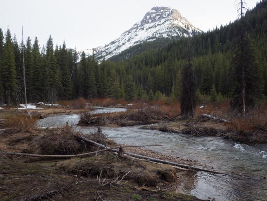 Dolly Varden near 5400 feet
