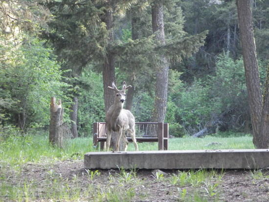 Lots of Mule Deer at Campground