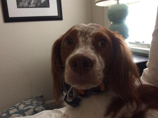 Dog