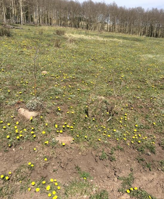 jacks meadow 2014