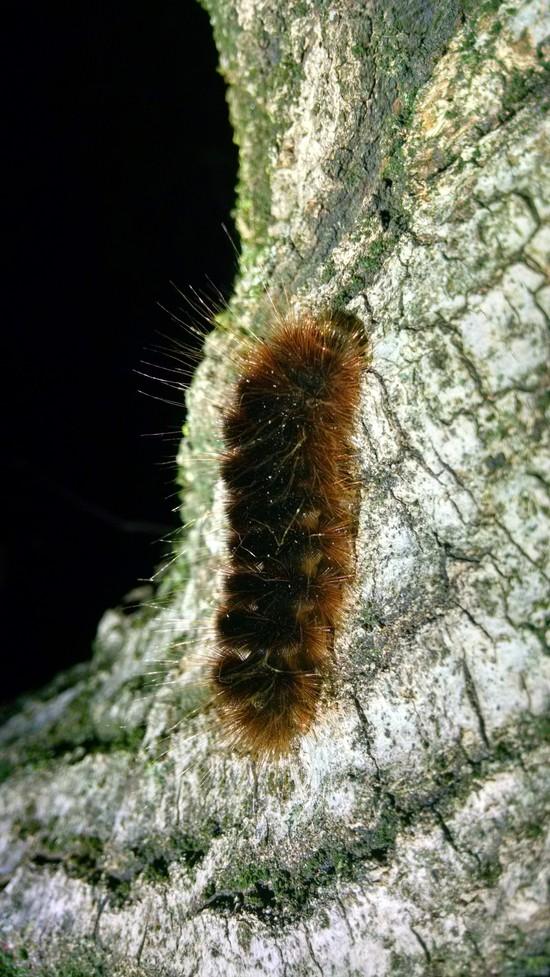 Don't touch me caterpillar