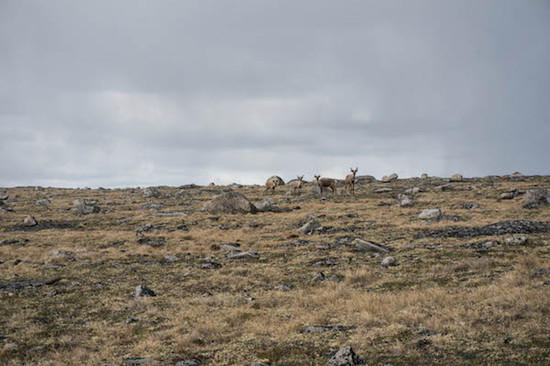 The Tors 13