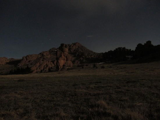 Bison moonlit